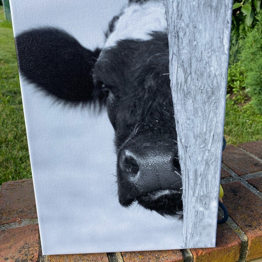 Peak- A-Boo Cow